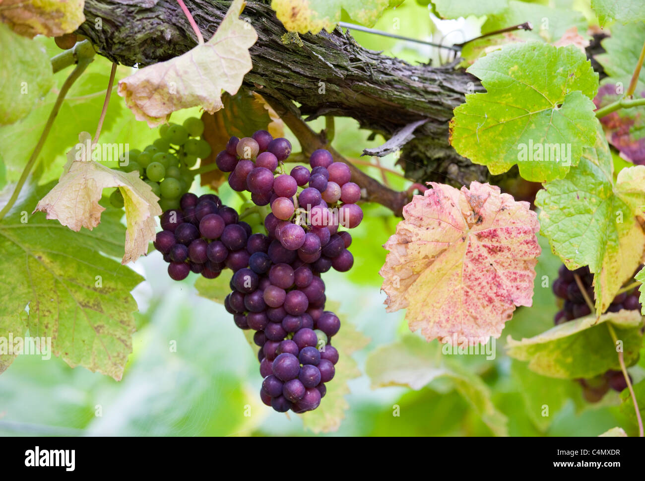 Il Pinot Nero uva che cresce sulle vigne per British la produzione di vino a tre cori vigneto, Newent, Gloucestershire Foto Stock