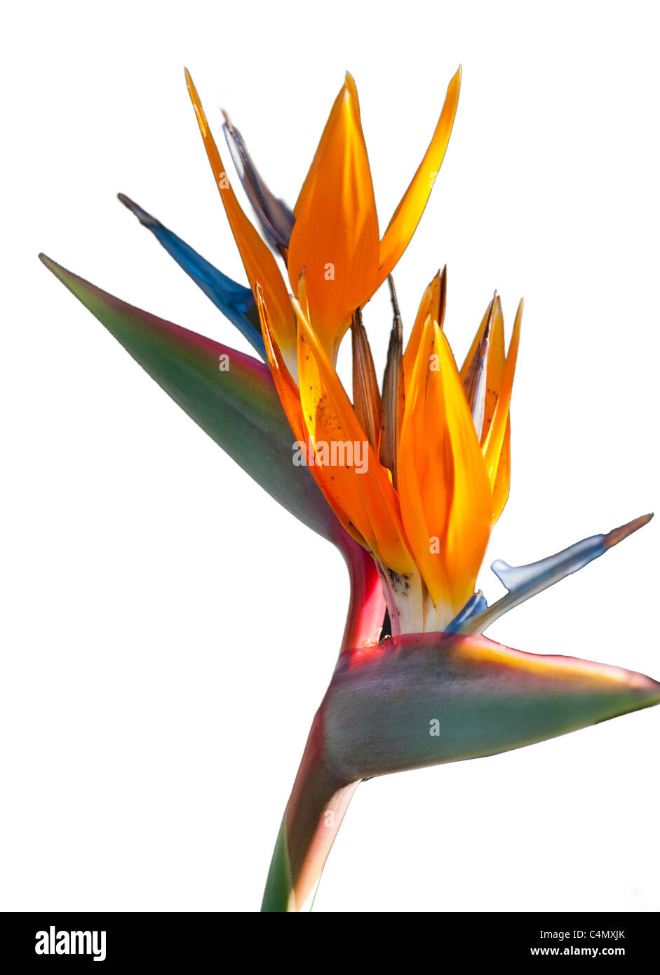 Gli uccelli del Paradiso Foto Stock