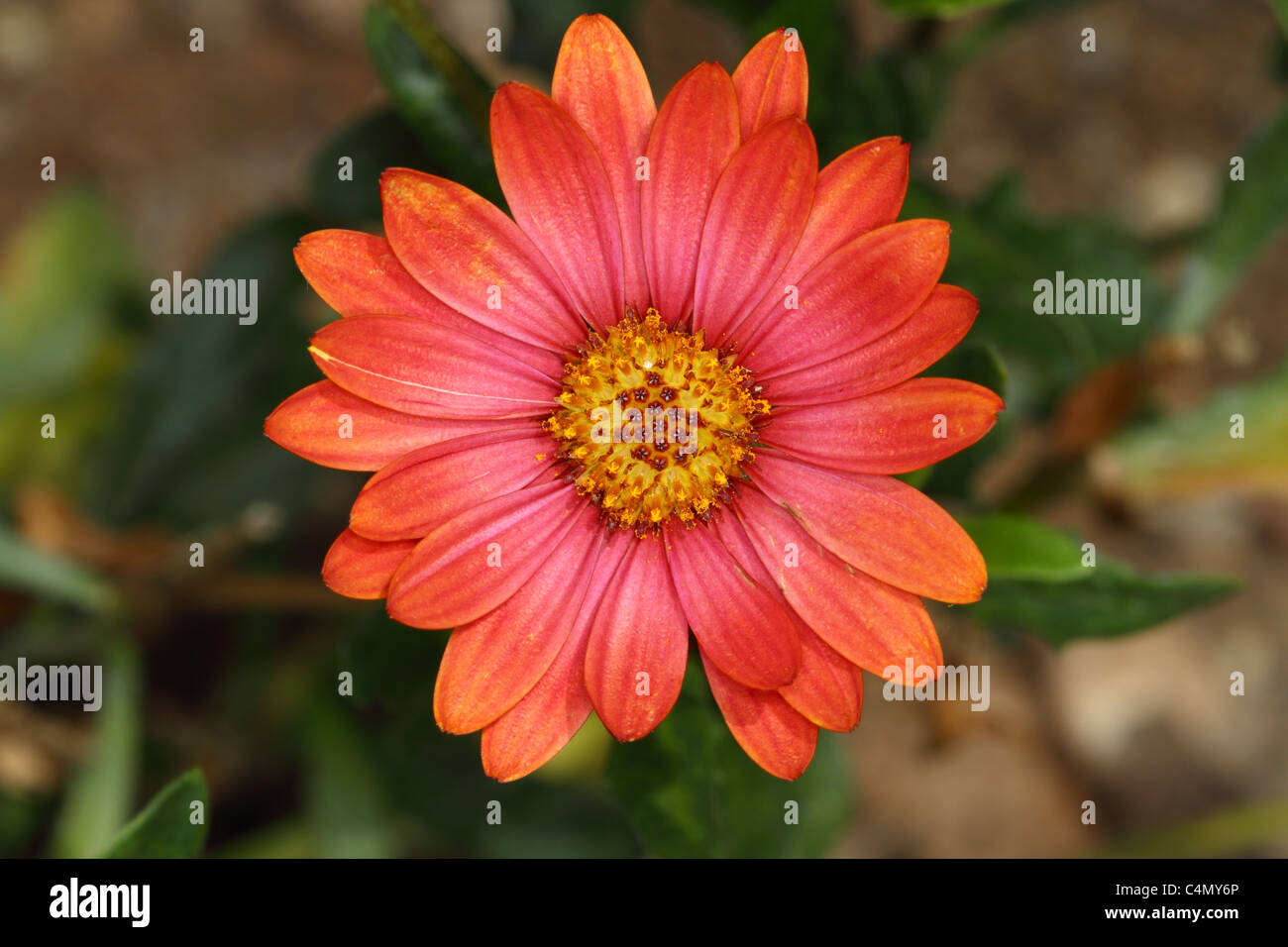 Rosa Margherita con un centro di colore giallo Foto Stock