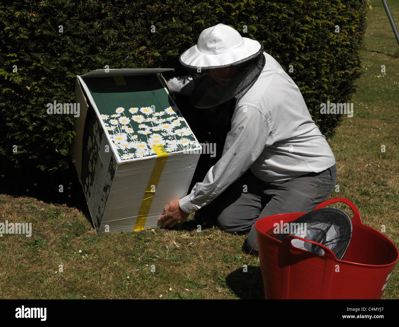 Apicoltore raccogliendo uno sciame di api di miele in una struttura ad albero utilizzando una scatola di cartone in un giardino in Inghilterra Foto Stock