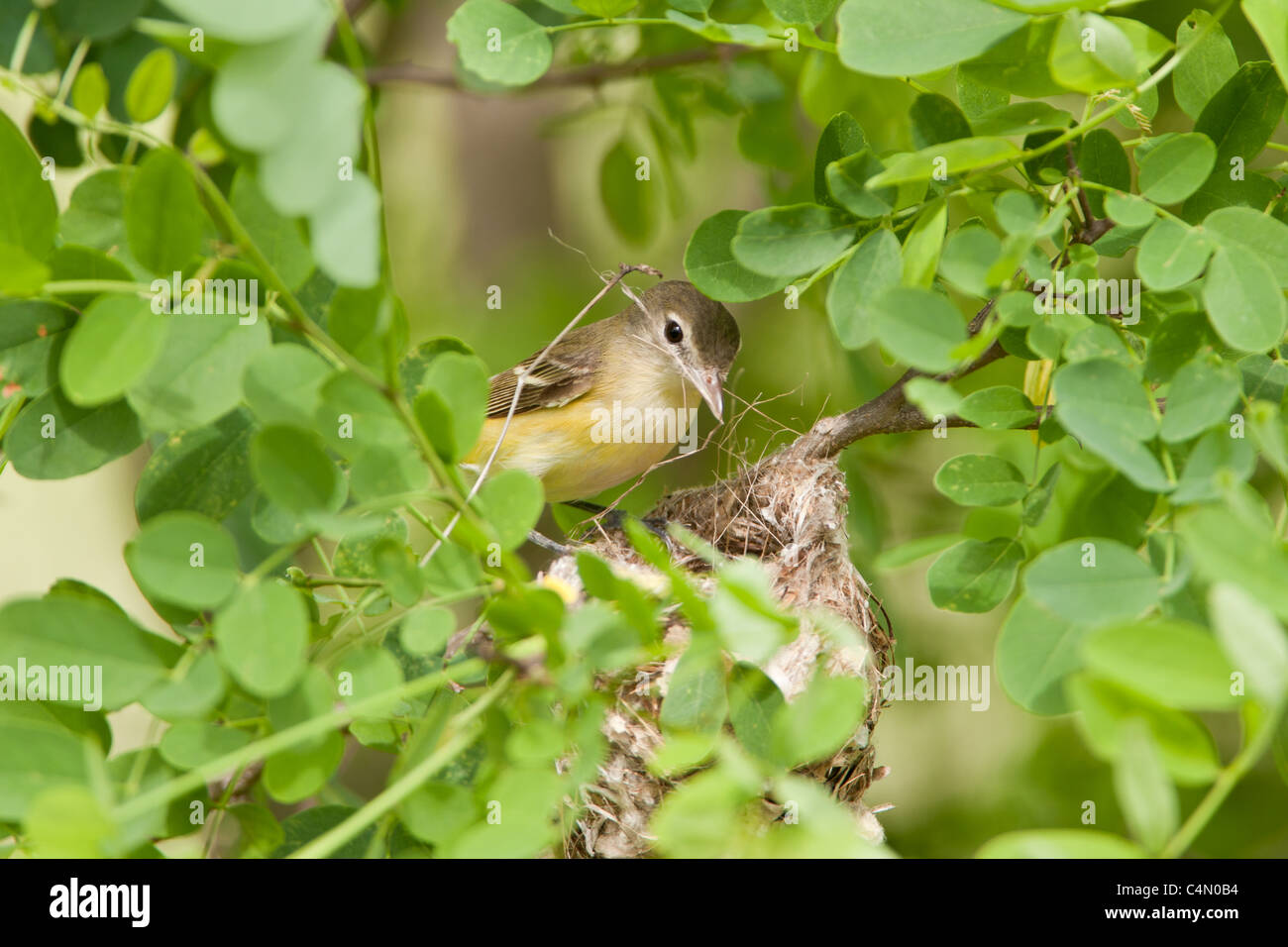 Bell edificio Vireo Nest Foto Stock