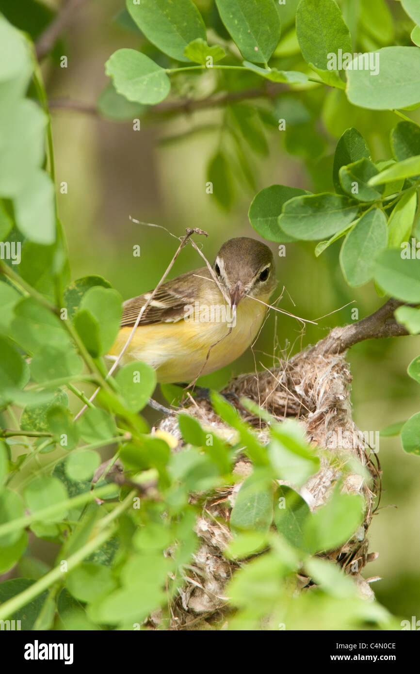 Bell edificio Vireo Nest - Verticale Foto Stock