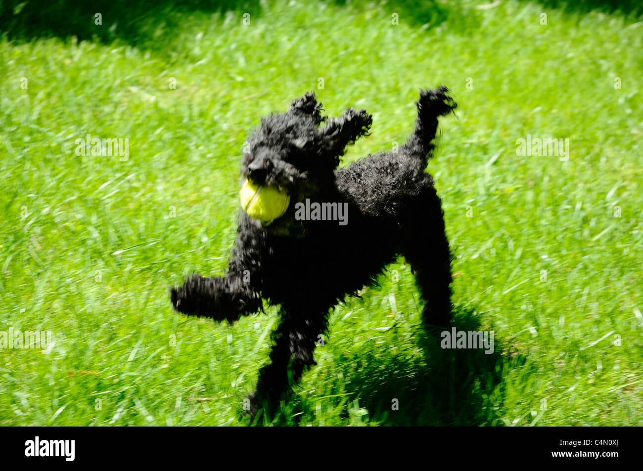 Intenzionalmente sfocate nero dai capelli lunghi barboncino Toy chiamato Jake giocando fetch con palla da tennis. Foto Stock