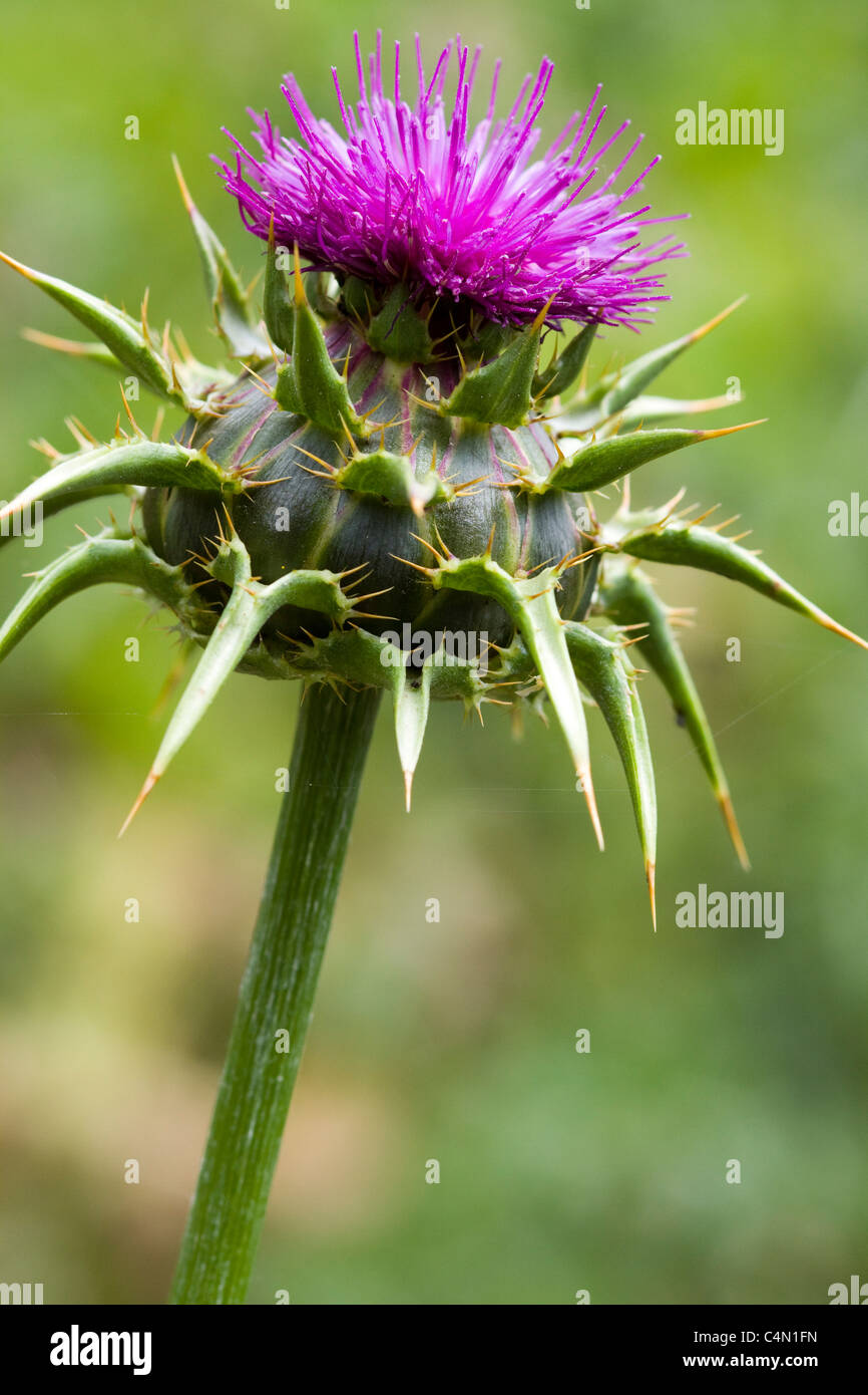 Silybum marianum cardo mariano Foto Stock