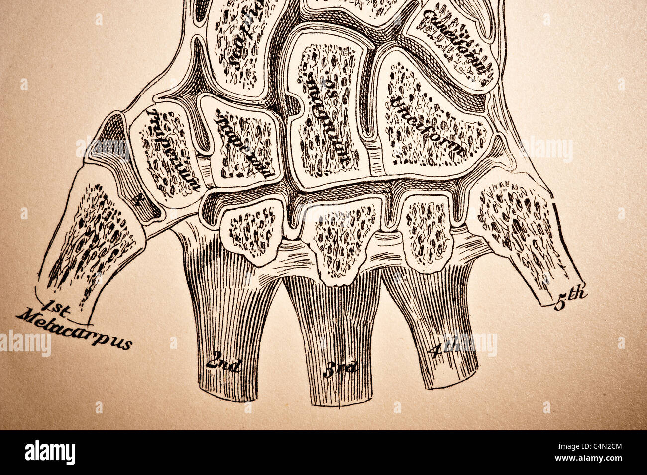 Illustrazione della Wrist-Joint circa 1882 Foto Stock