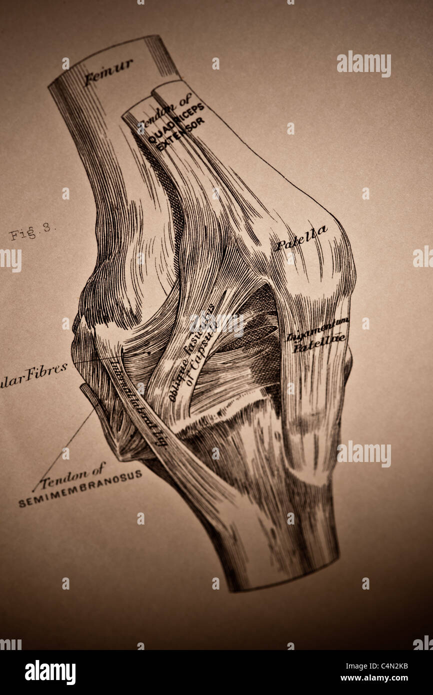 Illustrazione della giuntura di ginocchio circa 1882 Foto Stock