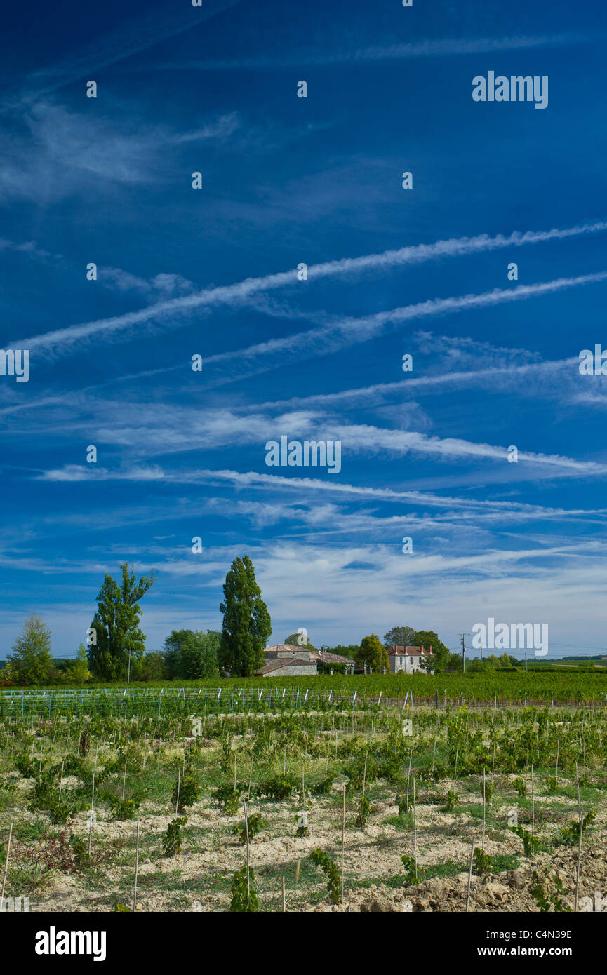 Nuovi vigneti piantati a vigneto allo Chateau Bellevue Fontcaille in Bordeaux Regione del Vino della Francia Foto Stock