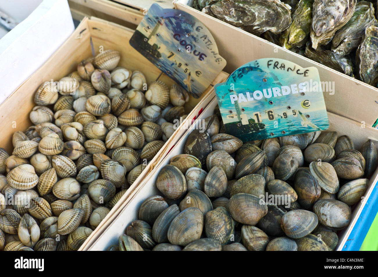 Vivere le vongole, cardidi e ostriche, vongole;, coque, huitres, in vendita al mercato alimentare a La Reole nella regione di Bordeaux in Francia Foto Stock