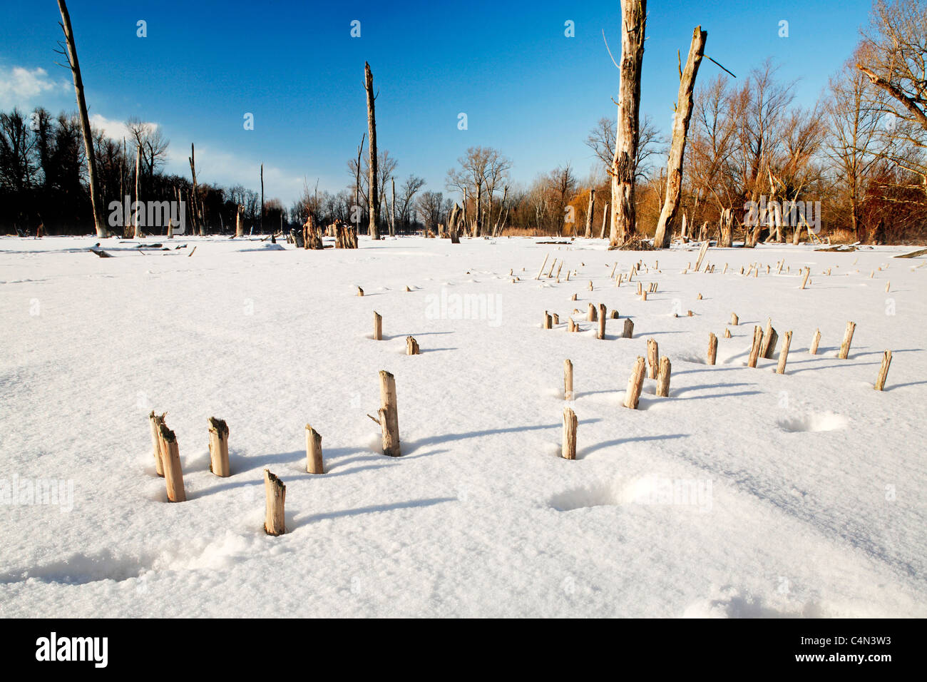 Gli alberi morti e raccolte in reed congelato e coperto di neve nel lago Planena vicino a Halle (Saale) Foto Stock