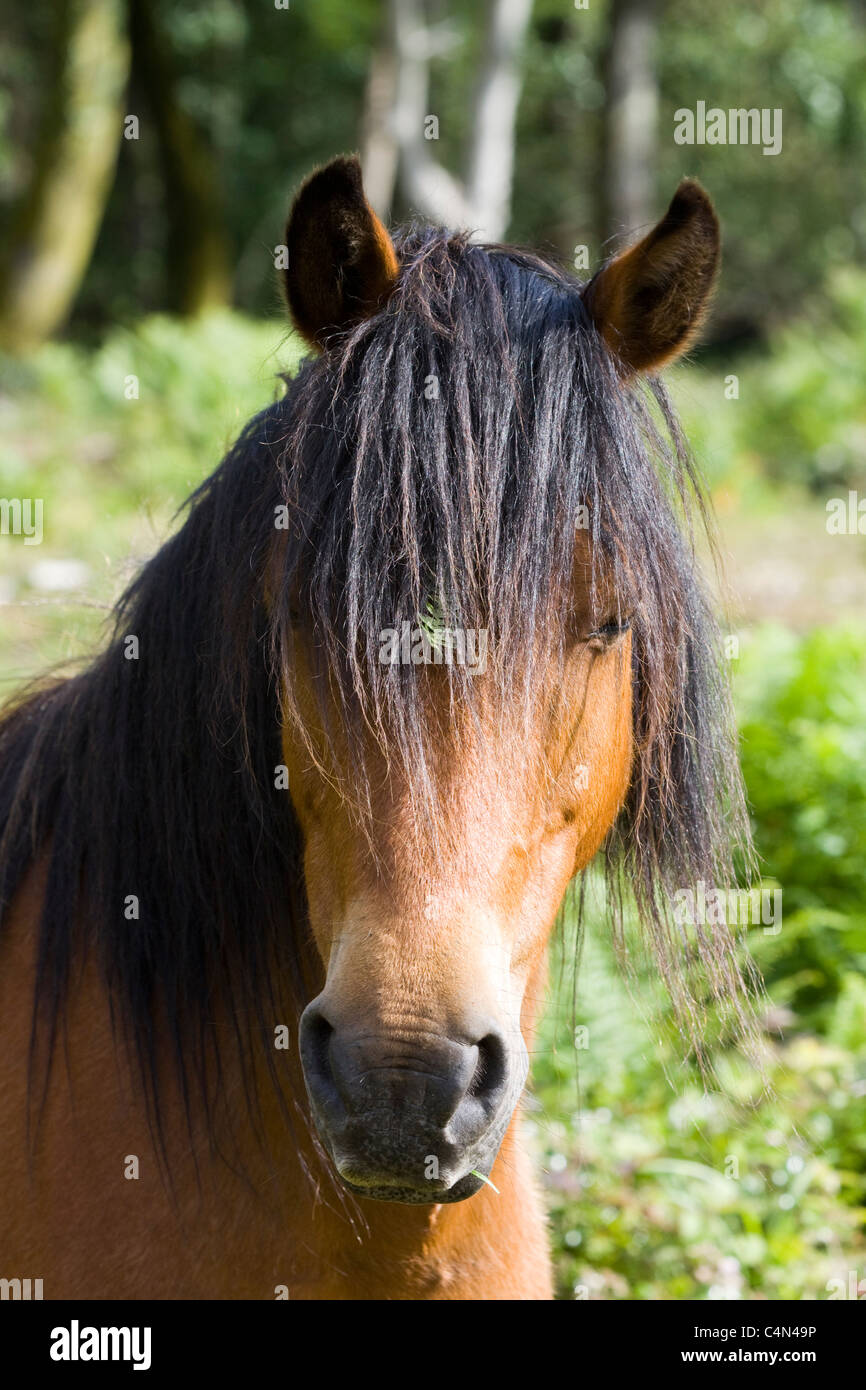 New Forest pony Equus caballus Ferus Foto Stock