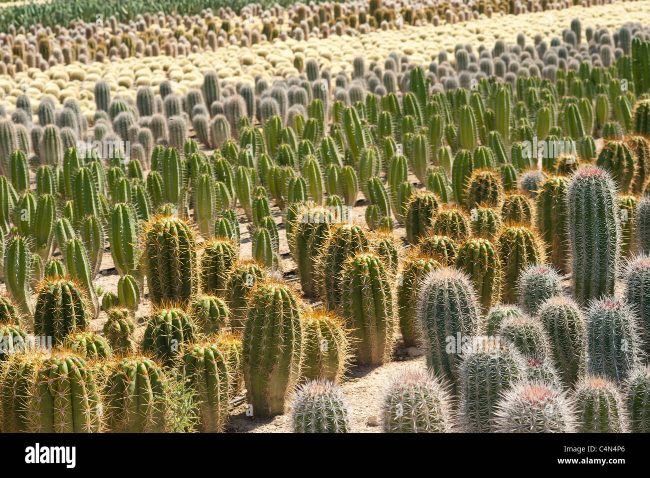 Azienda agricola con produzione di cactus a scopo decorativo e giardinaggio Foto Stock