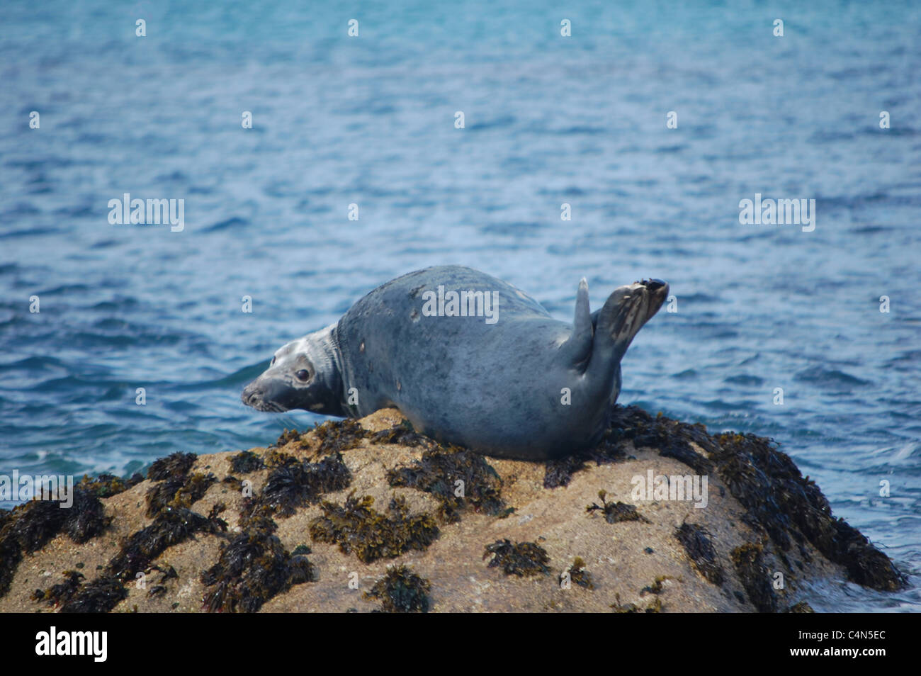 Guarnizione per adulti su roccia nelle isole Scilly Foto Stock