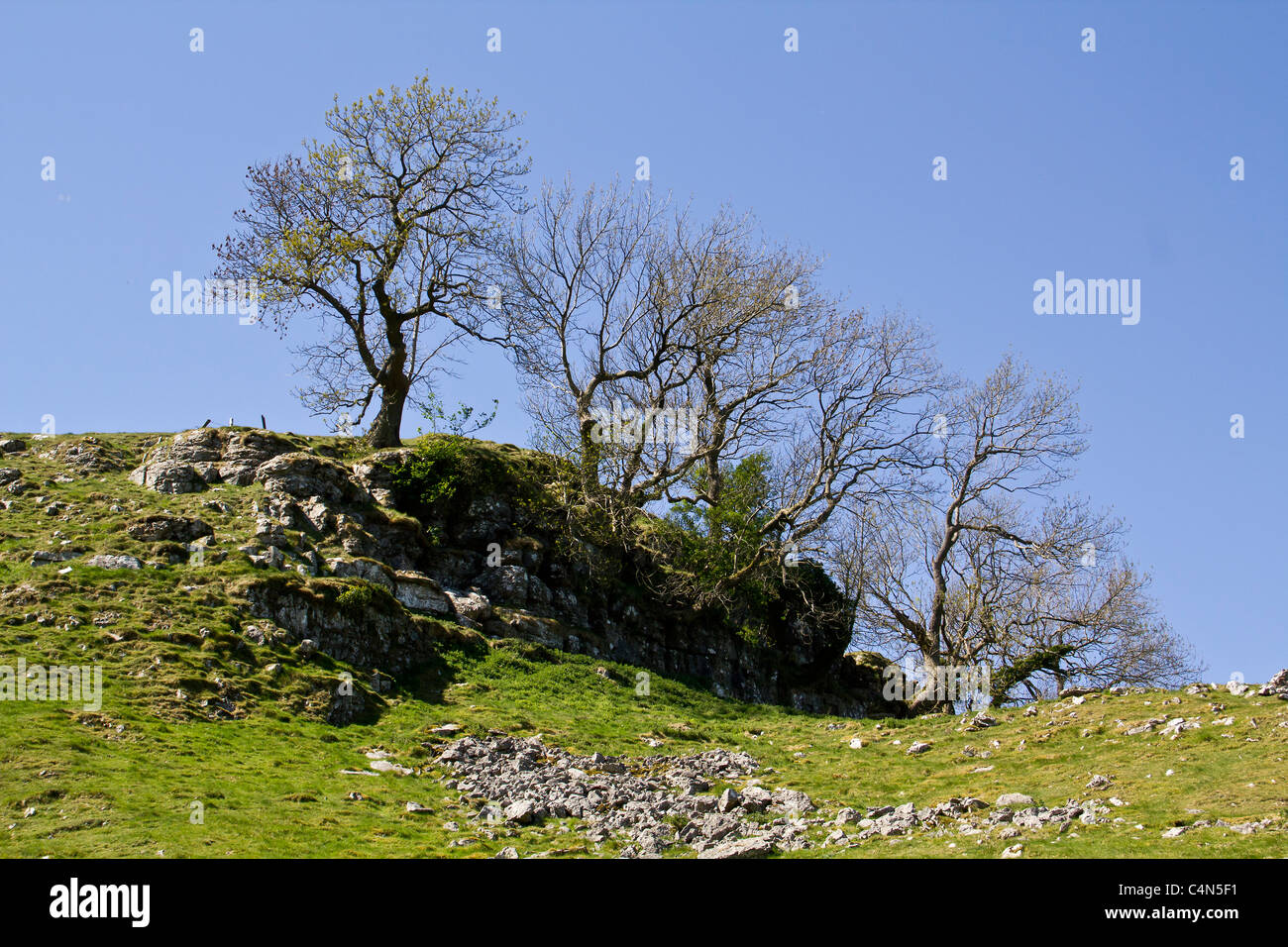 Alberi nudo aggrappati a quello che un po' di terreno vi è al di sopra di un affioramento di calcare Foto Stock Alberi nudo aggrappati a quello che un po' di terreno vi è al di sopra di un affioramento di calcare Foto Stock