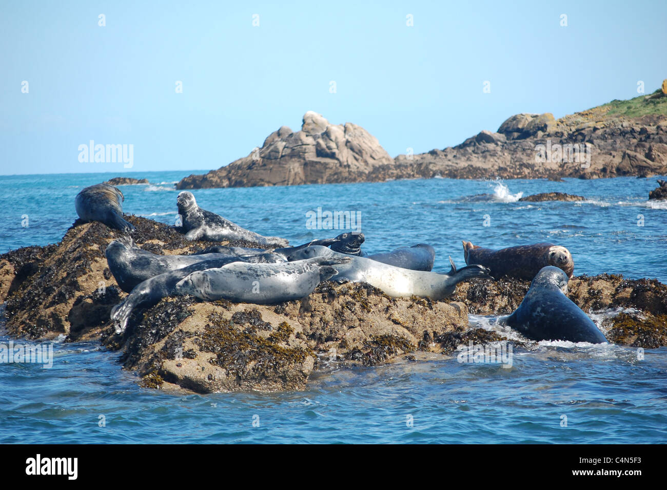 Gruppo di Atlantic le foche grigie nelle isole Scilly Foto Stock