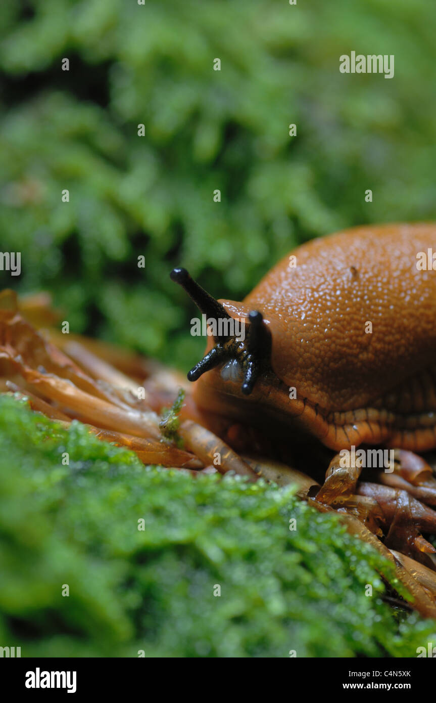 Rote Wegschnecke kriecht im Nationalpark Eifel über Moos. Foto Stock