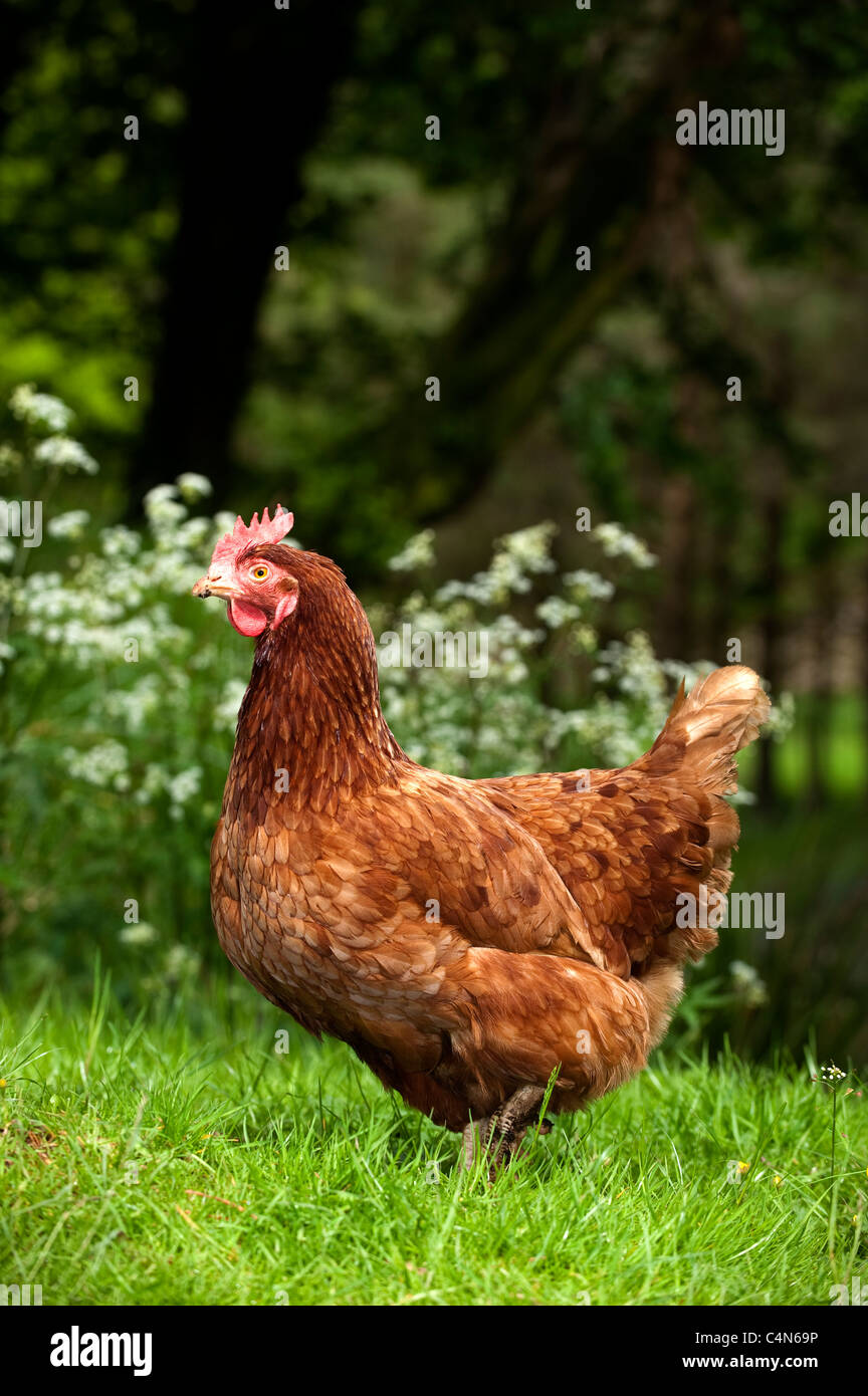 Free Range hen in shadey woodland Foto Stock