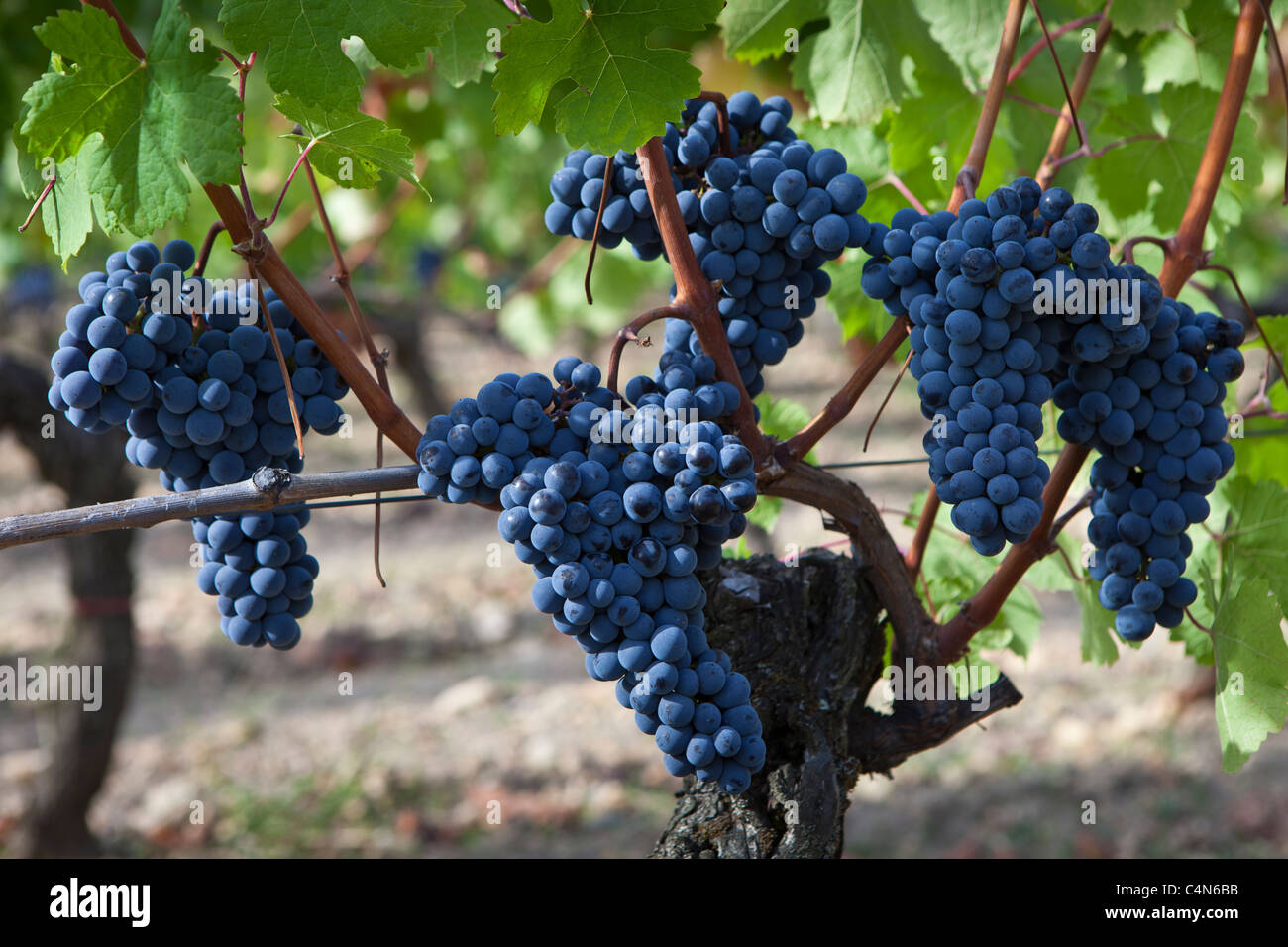 L'uva Merlot su antico vitigno a Chateau Lafleur a Pomerol nella regione di Bordeaux in Francia Foto Stock