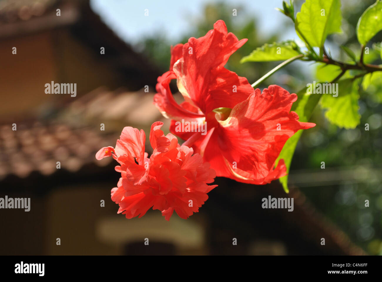 Hibiscus fiore rosso Foto Stock
