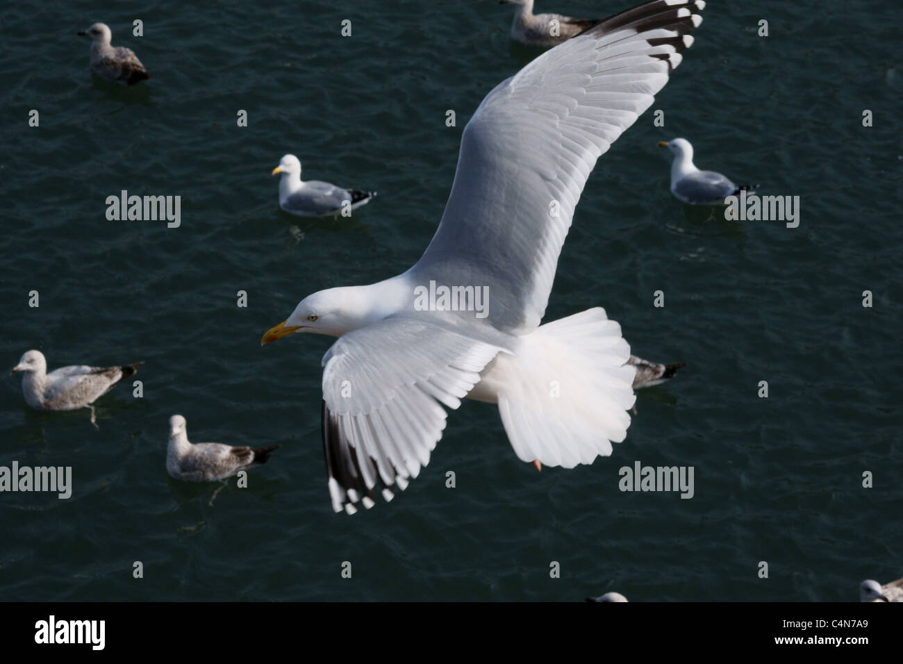 Seagull in volo volando sul Mare & altri Gabbiani Torquay Devon Foto Stock