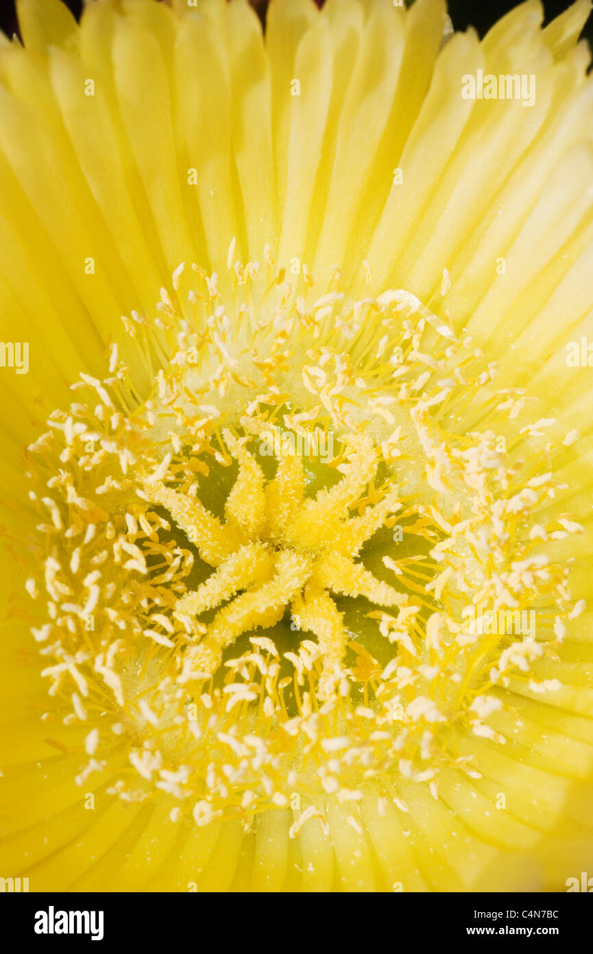 Giallo Impianto di ghiaccio (Delosperma?) Tresco giardini, Isola di Scilly, Cornwall Regno Unito Foto Stock