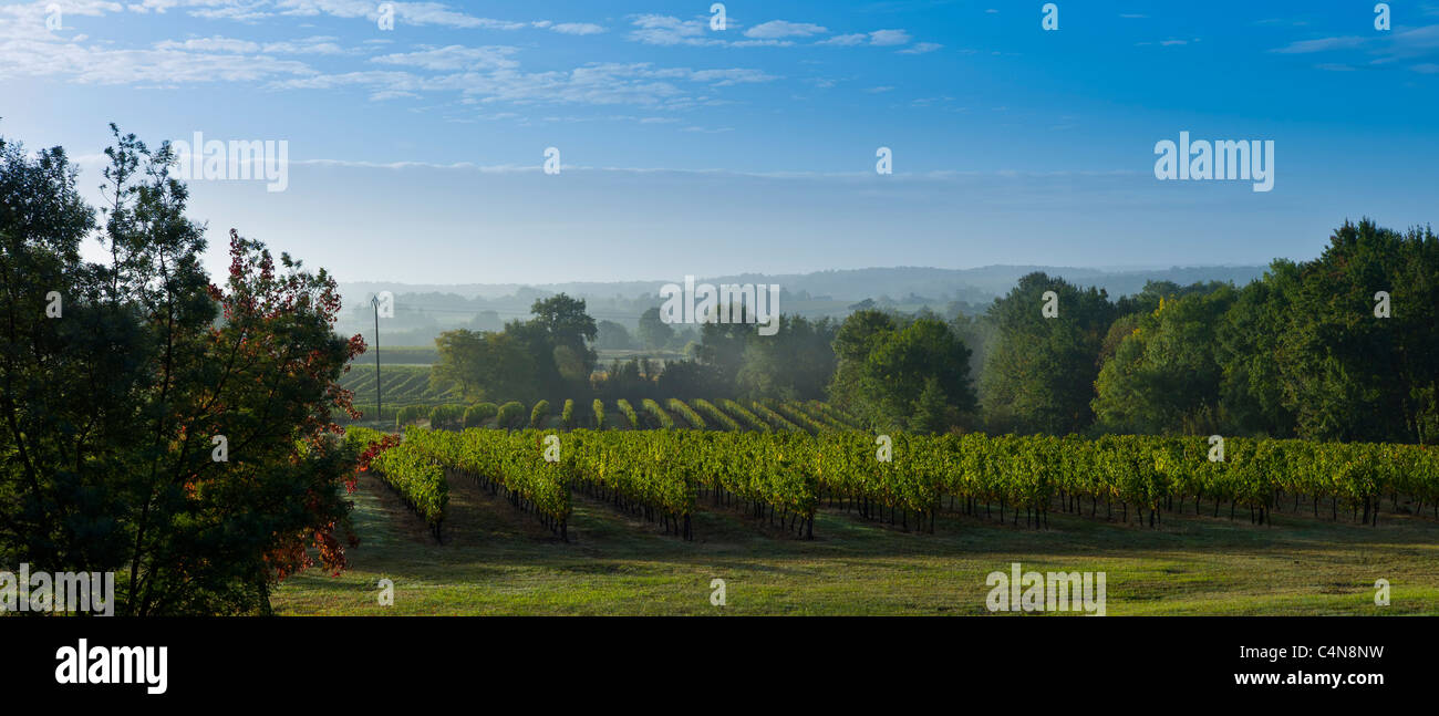 Vigneto di Cabernet Sauvignon vigneti di Fontcaille Chateau Bellevue in Bordeaux Regione del Vino della Francia Foto Stock