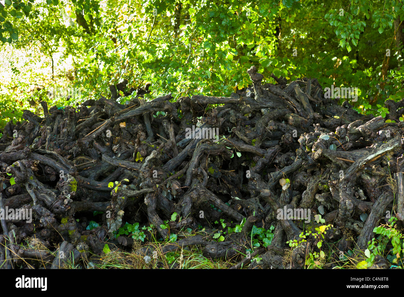 Monconi di vecchia potato steli delle viti nella regione del vino di Bordeaux, Francia Foto Stock