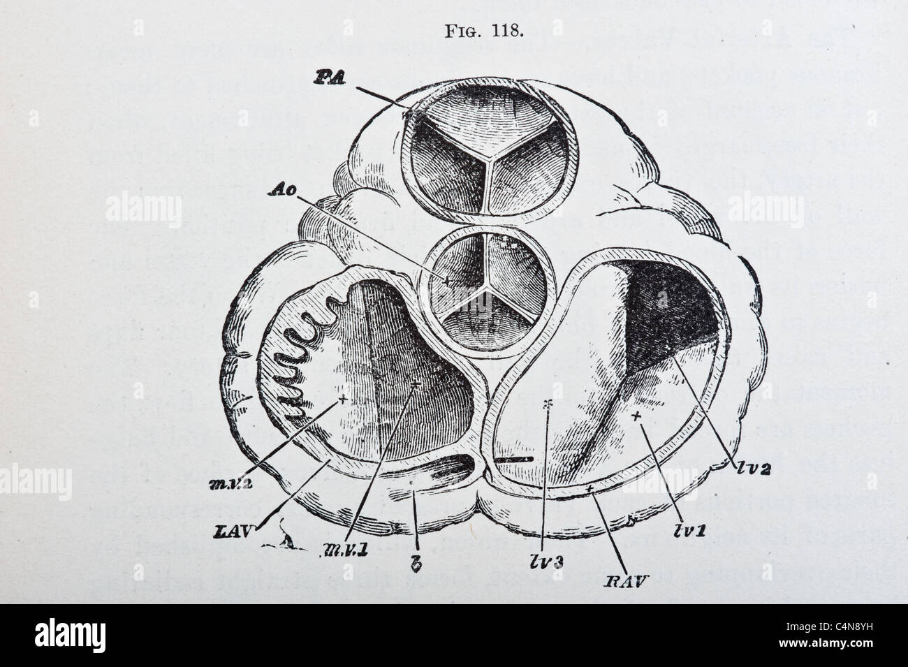 Antica Illustrazione medica di un cuore umano e sistema cardiovascolare Foto Stock