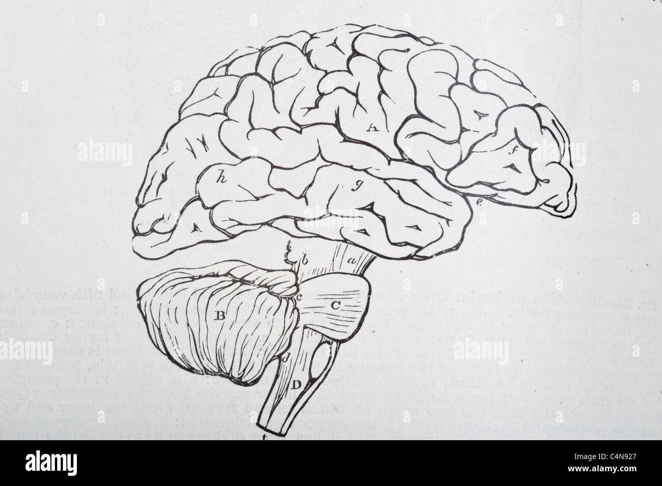 Antica Illustrazione medica del cranio, cranio, cervello, testa, viso Foto Stock