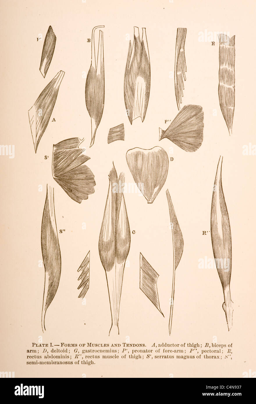 Caviglia, Fibularis Longus, dal gastrocnemio, gamba, muscolo, muscolatura, apparato muscoloscheletrico, tibiale, Foto Stock