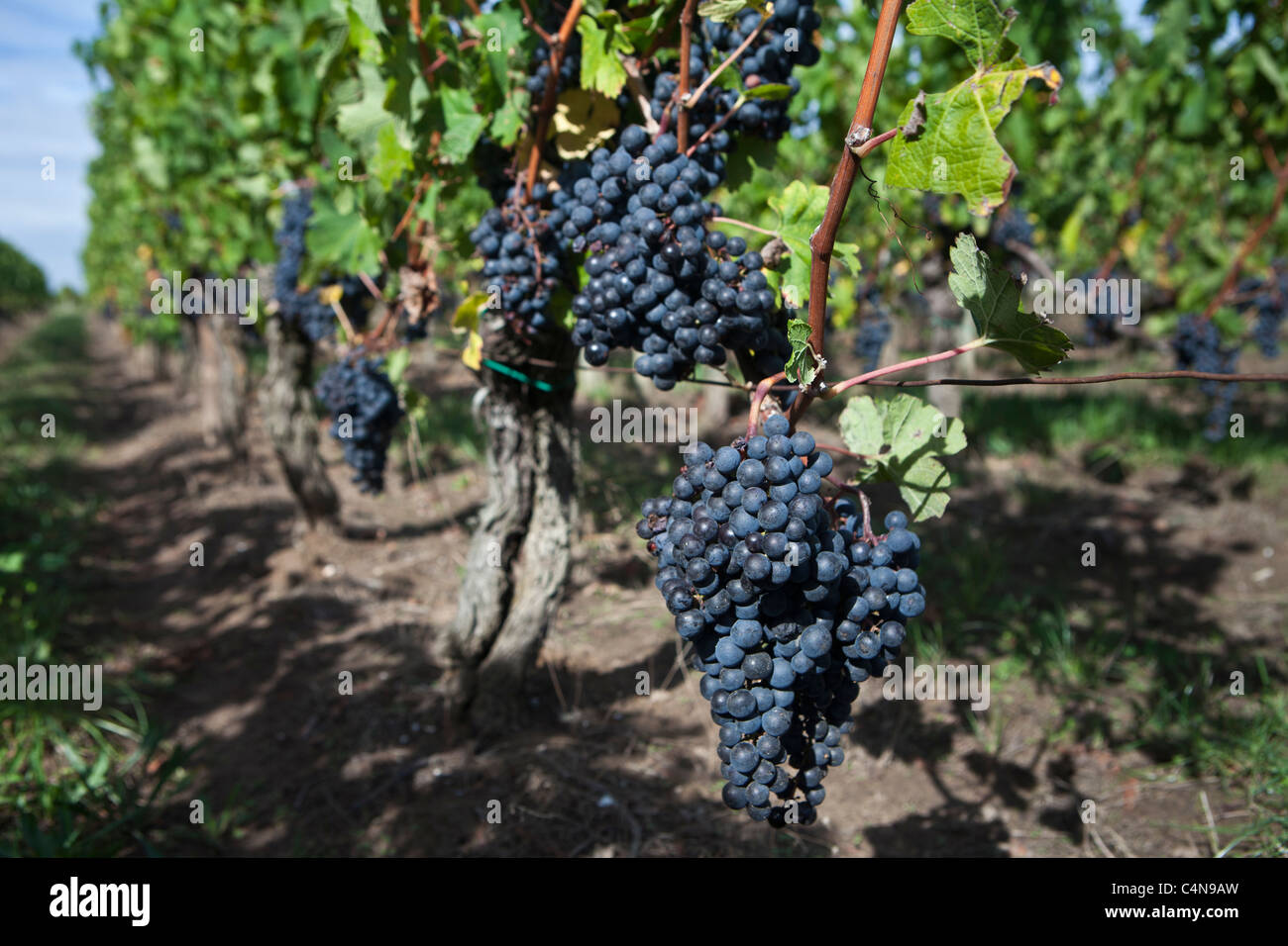 Uva nera in vigna a St Emilion nella regione dei vini di Bordeaux di Francia Foto Stock