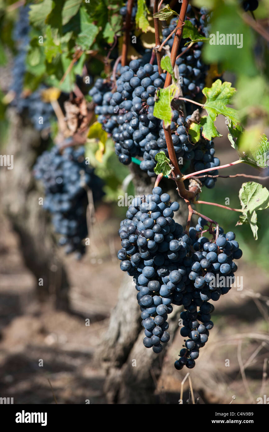 Uva nera in vigna a St Emilion nella regione dei vini di Bordeaux di Francia Foto Stock