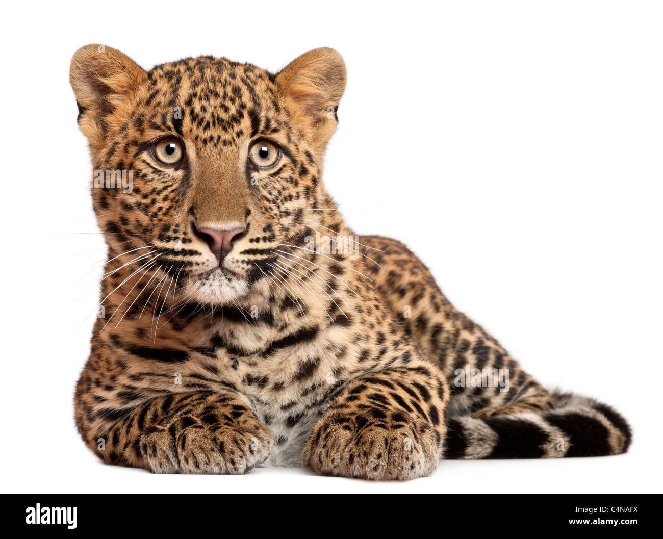 Leopard, Panthera pardus, 6 mesi di età, disteso di fronte a uno sfondo bianco Foto Stock