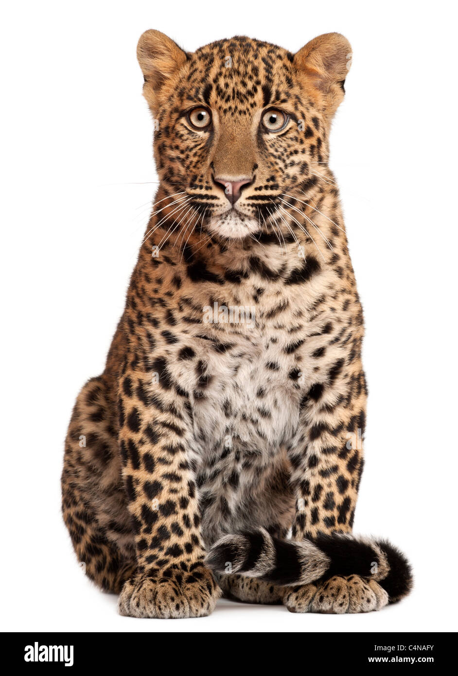 Leopard, Panthera pardus, 6 mesi di età, seduto di fronte a uno sfondo bianco Foto Stock
