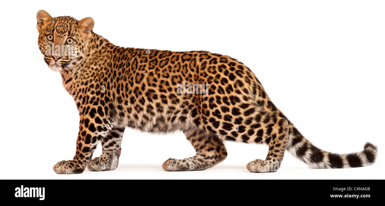 Leopard, Panthera pardus, 6 mesi di età, in piedi di fronte a uno sfondo bianco Foto Stock