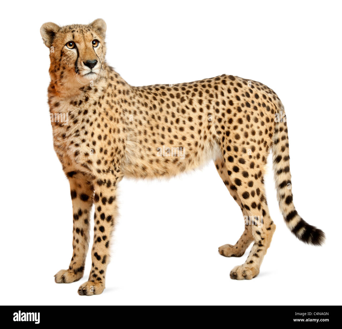 Cheetah, Acinonyx jubatus, 18 mesi di età, in piedi di fronte a uno sfondo bianco Foto Stock