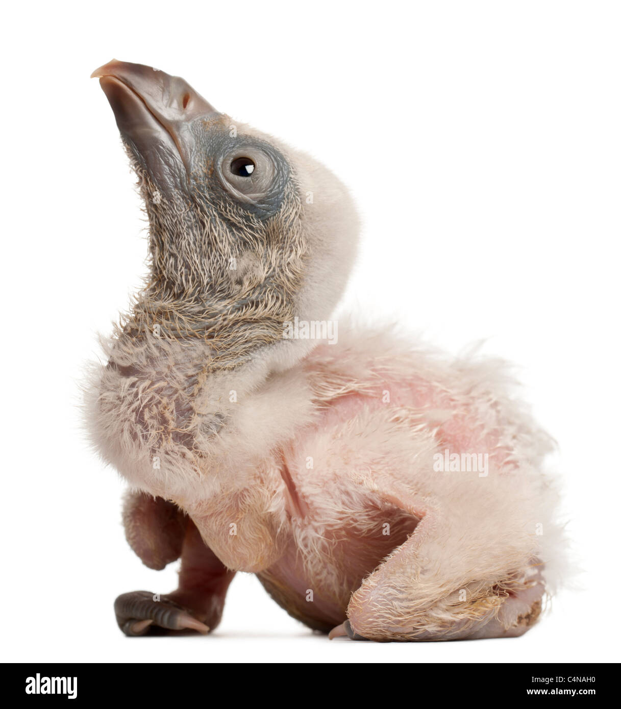 Grifone, Gyps fulvus e 4 giorni di età, di fronte a uno sfondo bianco Foto Stock