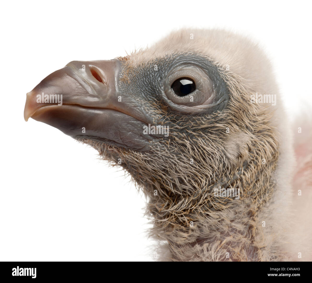 Close-up del Grifone, Gyps fulvus e 4 giorni di età, di fronte a uno sfondo bianco Foto Stock