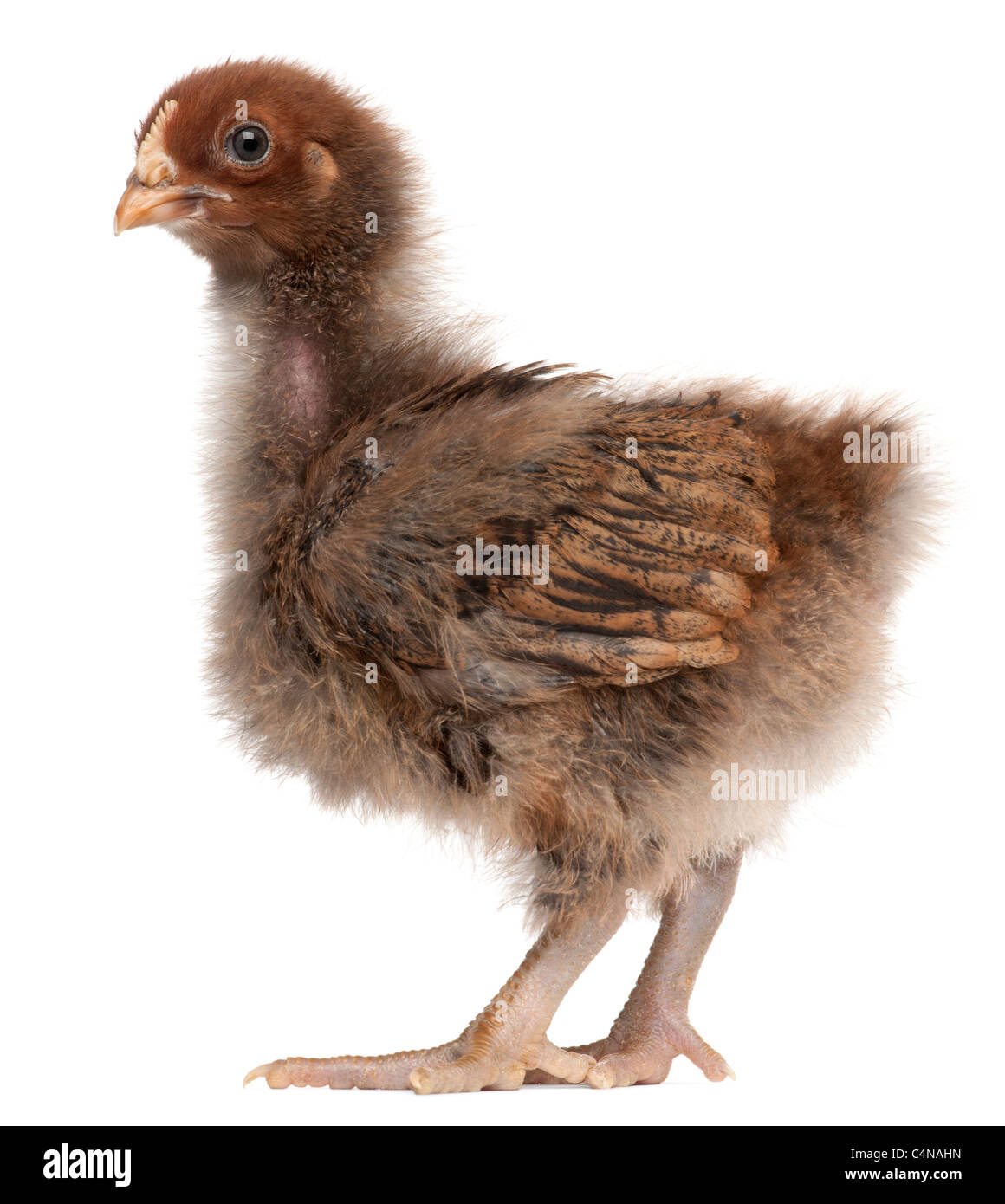 Orpington, una razza di pollo, 3 settimane di età, in piedi di fronte a uno sfondo bianco Foto Stock