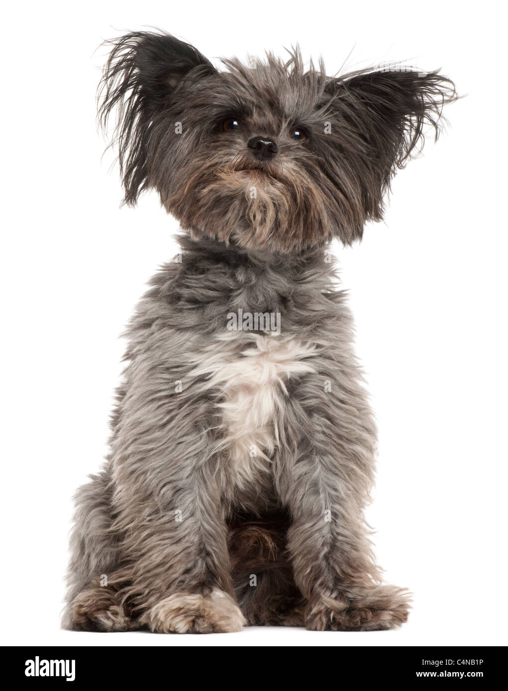 Mixed-razza cane, 7 anni, seduto di fronte a uno sfondo bianco Foto Stock