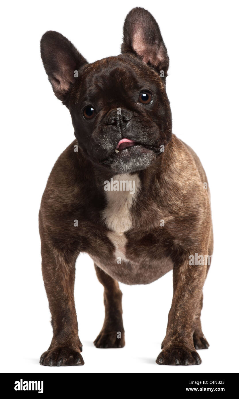 Bulldog francese, 5 anni, in piedi di fronte a uno sfondo bianco Foto Stock
