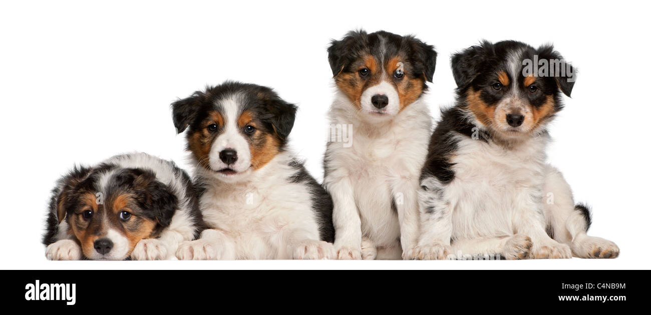 Border Collie cuccioli, 6 settimane di età, di fronte a uno sfondo bianco Foto Stock