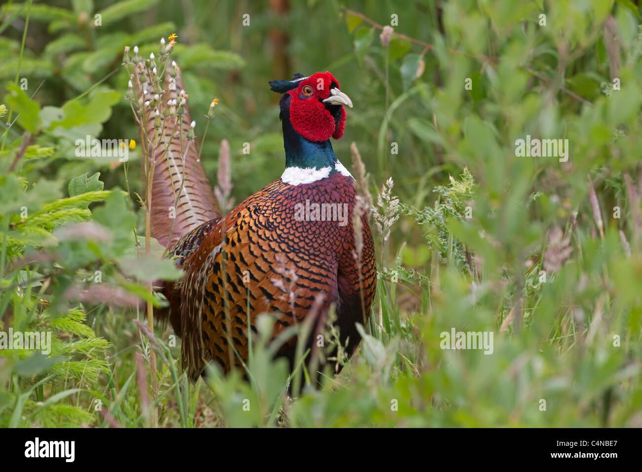 Ritratto di un fagiano maschio Phasianus colchicus nel variopinto piumaggio a molla Foto Stock