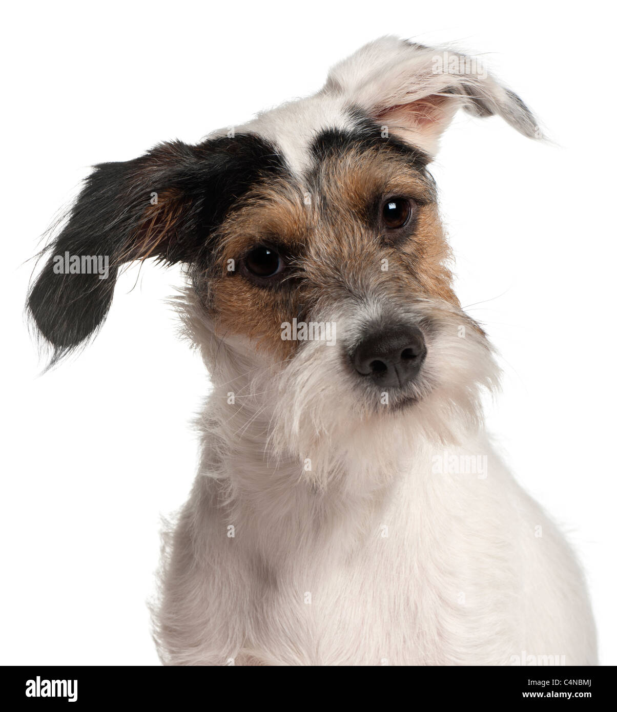 Close-up di Fox Terrier cucciolo, 6 mesi di età, di fronte a uno sfondo bianco Foto Stock