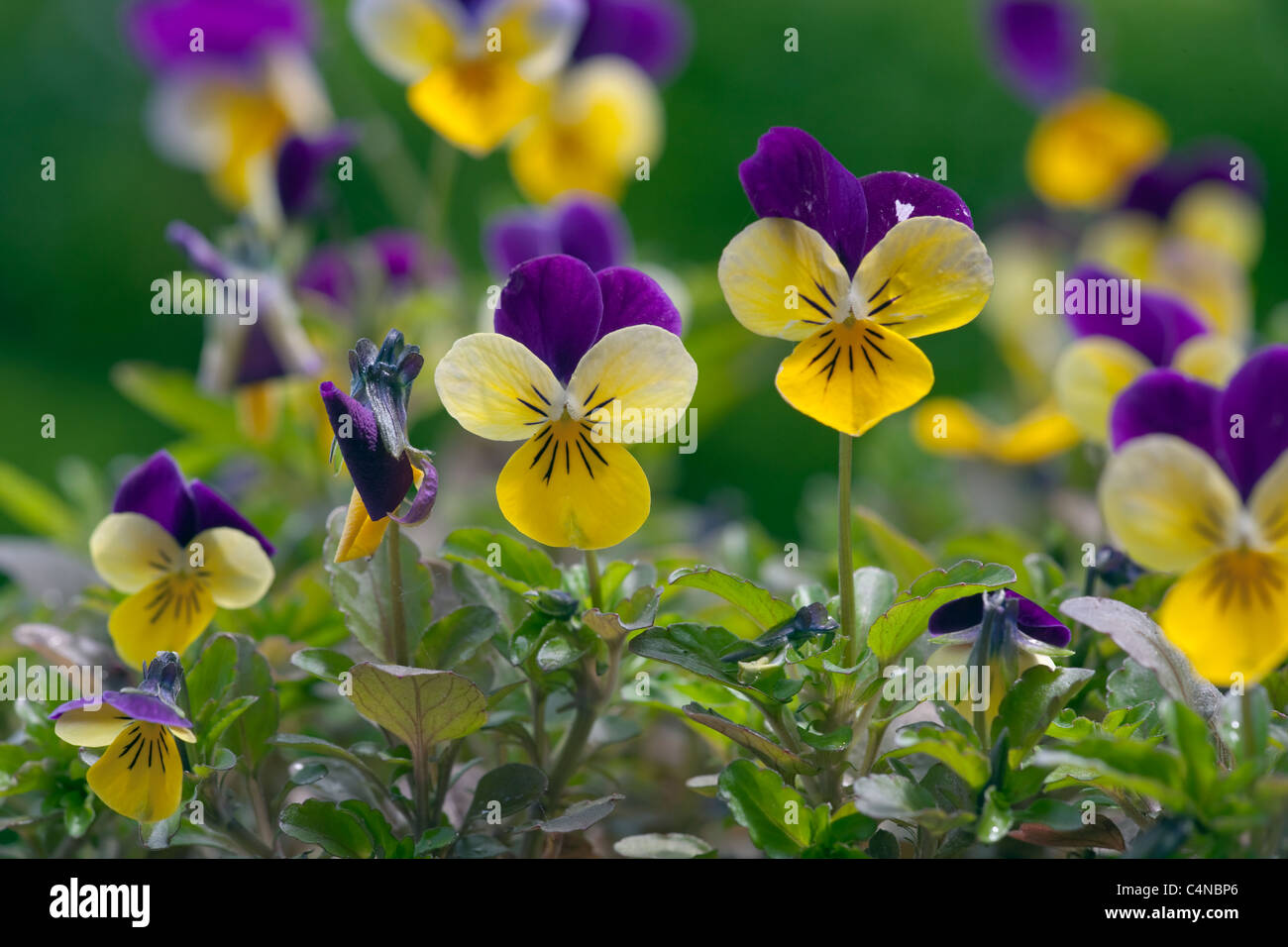 Wild Pansey triclour Viola Foto Stock