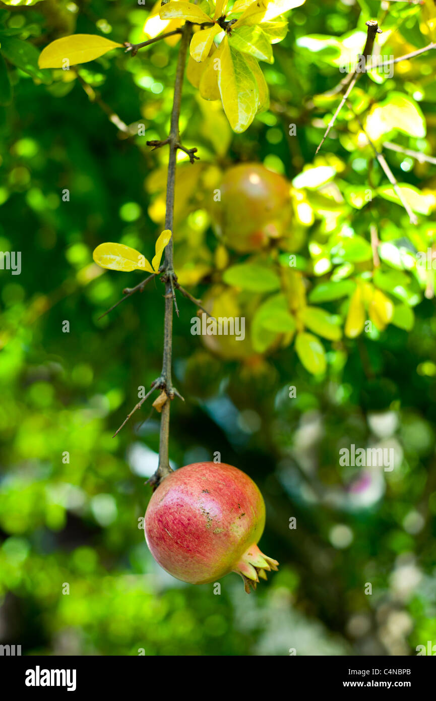 Melograno, Granata, che cresce su alberi da frutto in Ile de Re, Francia Foto Stock