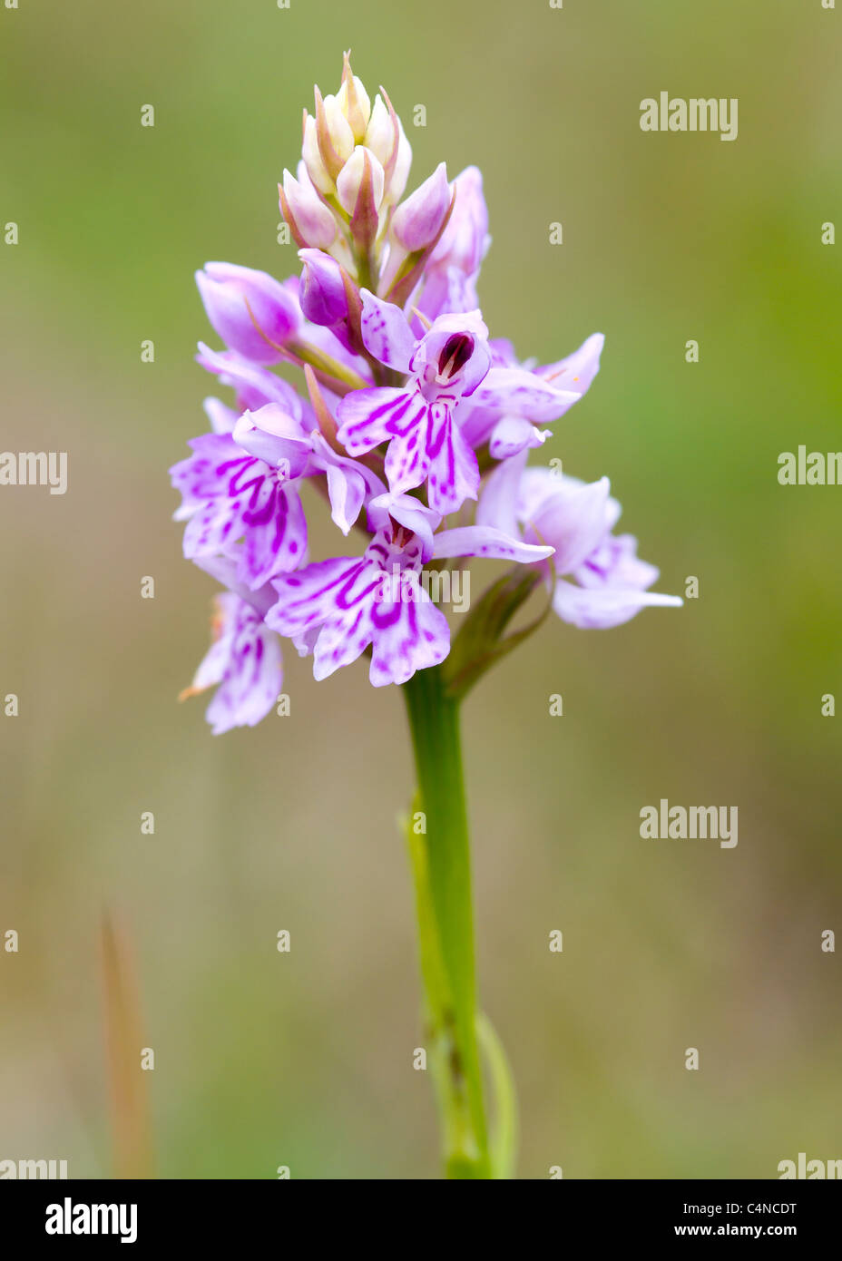 Common Spotted Orchid ( Dactylorhiza fuchsii ) Flower closeup Foto Stock
