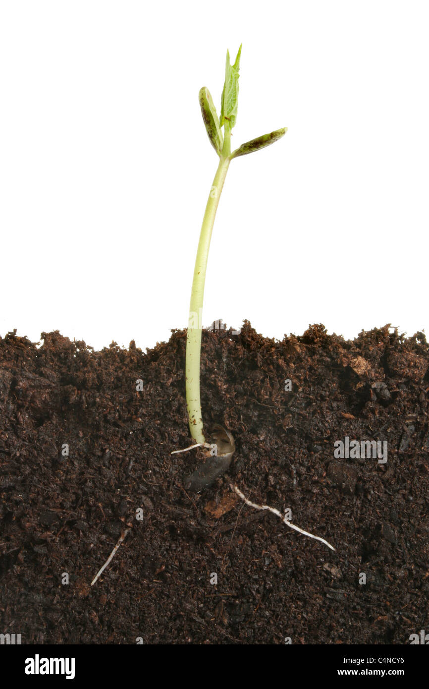 Arrampicata di germinazione di semi di fagiolo che mostra le prime radici e foglie Foto Stock