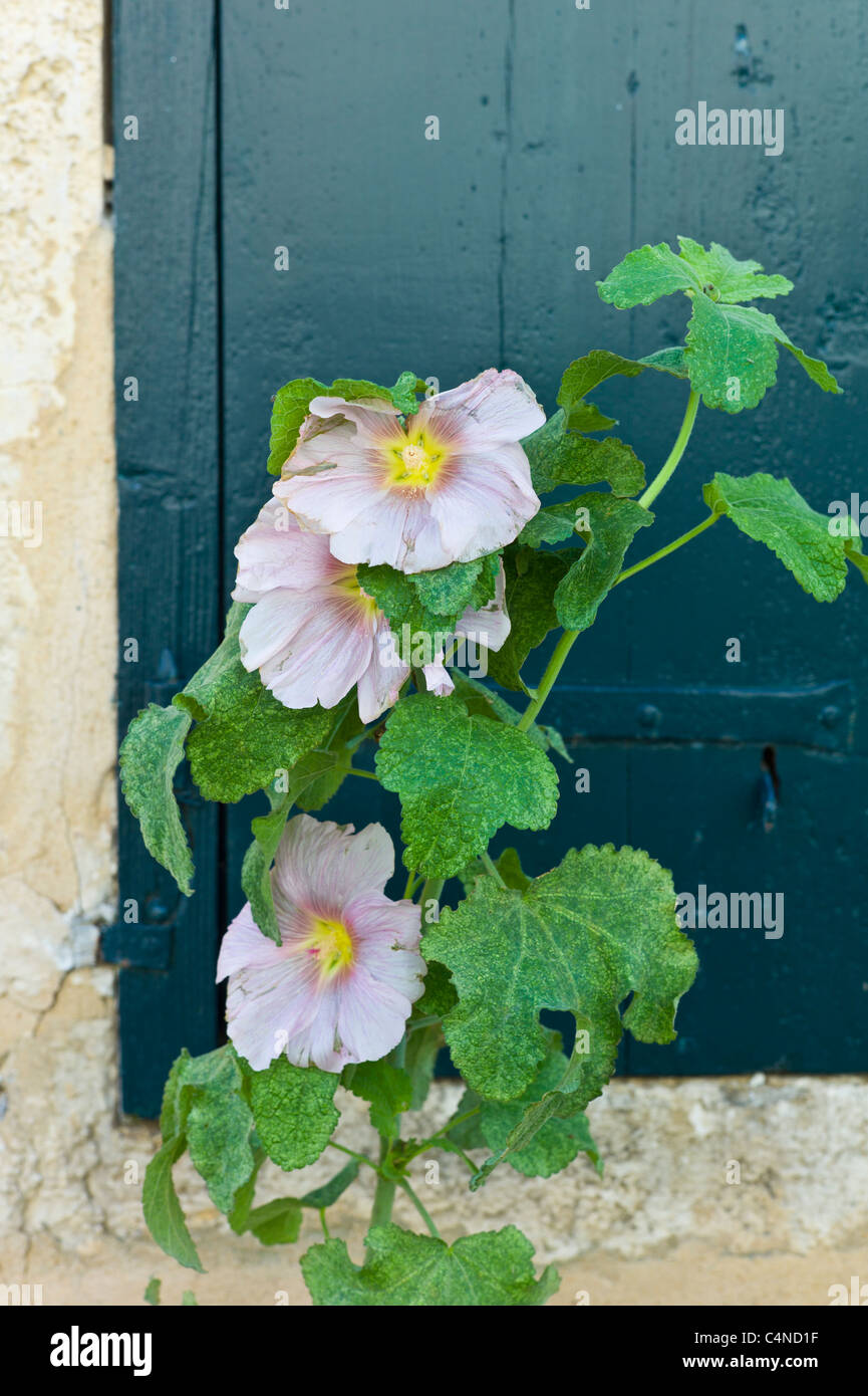 Lavatera tradizionale arbusto a fioritura a St Martin de Re, Ile de Re, Francia Foto Stock