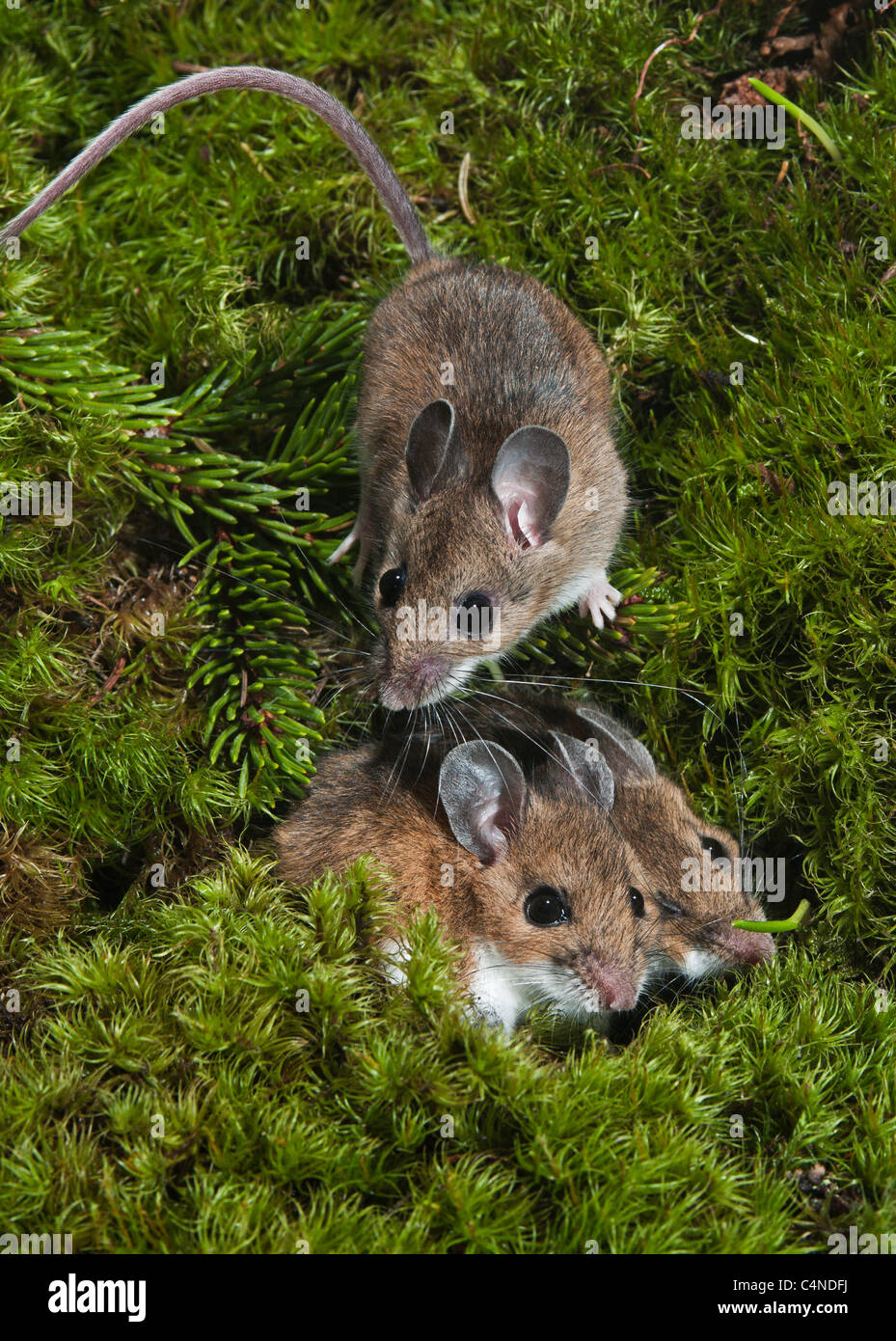 Il cervo il mouse può den in gruppi per il calore Foto Stock