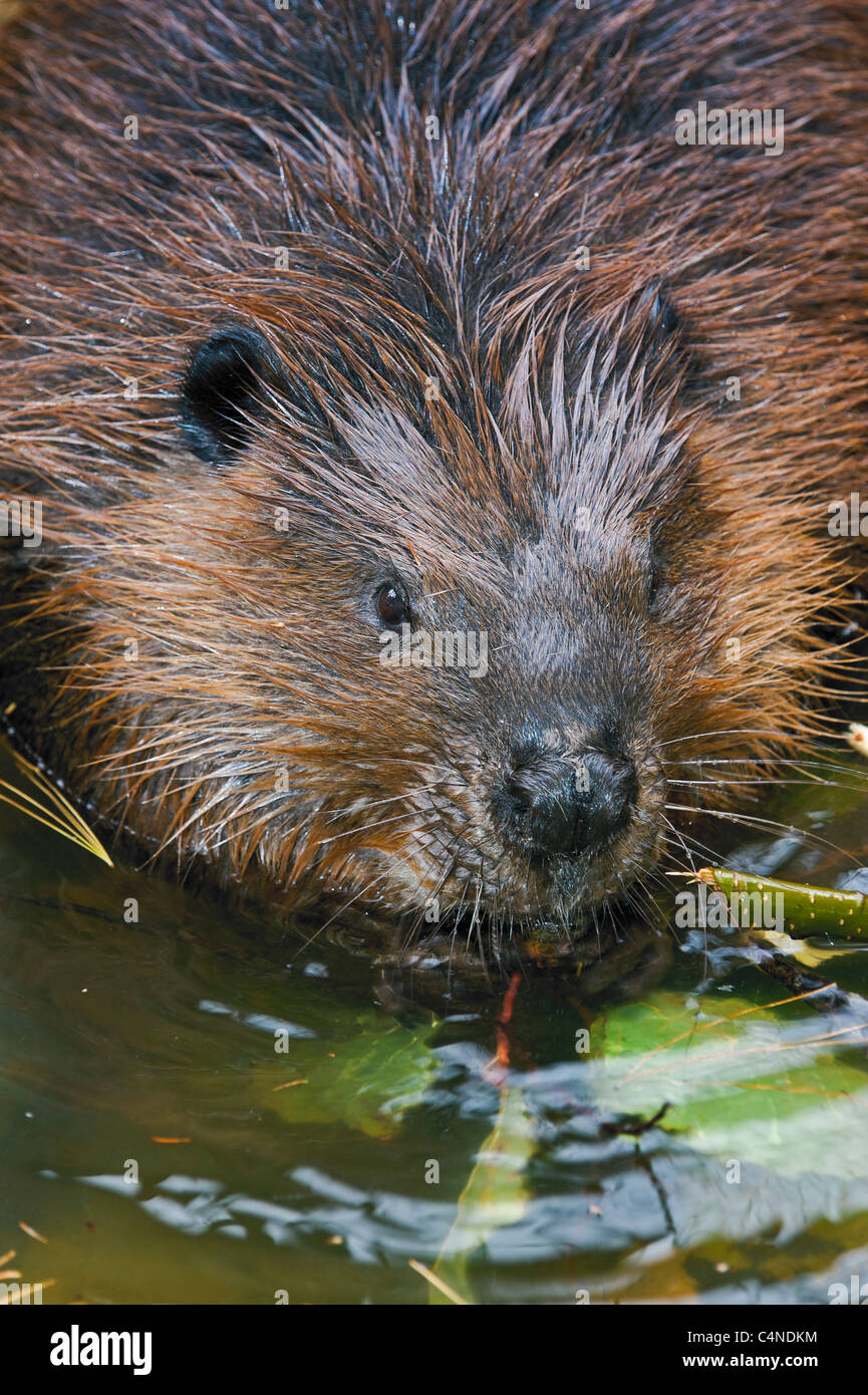 Close-up di beaver chewing sulla corteccia di ontano, Nova Scotia, Canada Foto Stock